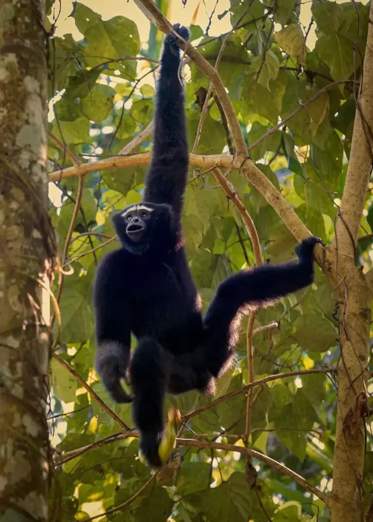 A Hoolock gibbon hanging from a tree branch in the forests around Maguri Beel
