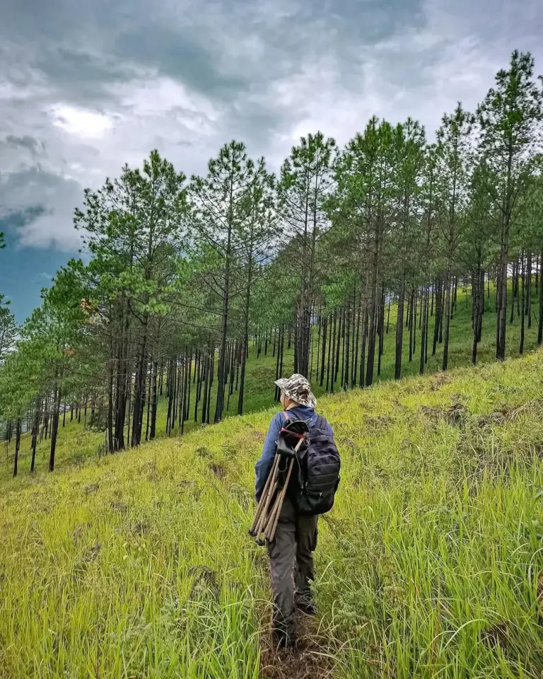 A hiker walks through a grassy pine forest in Dong Valley, Arunachal Pradesh