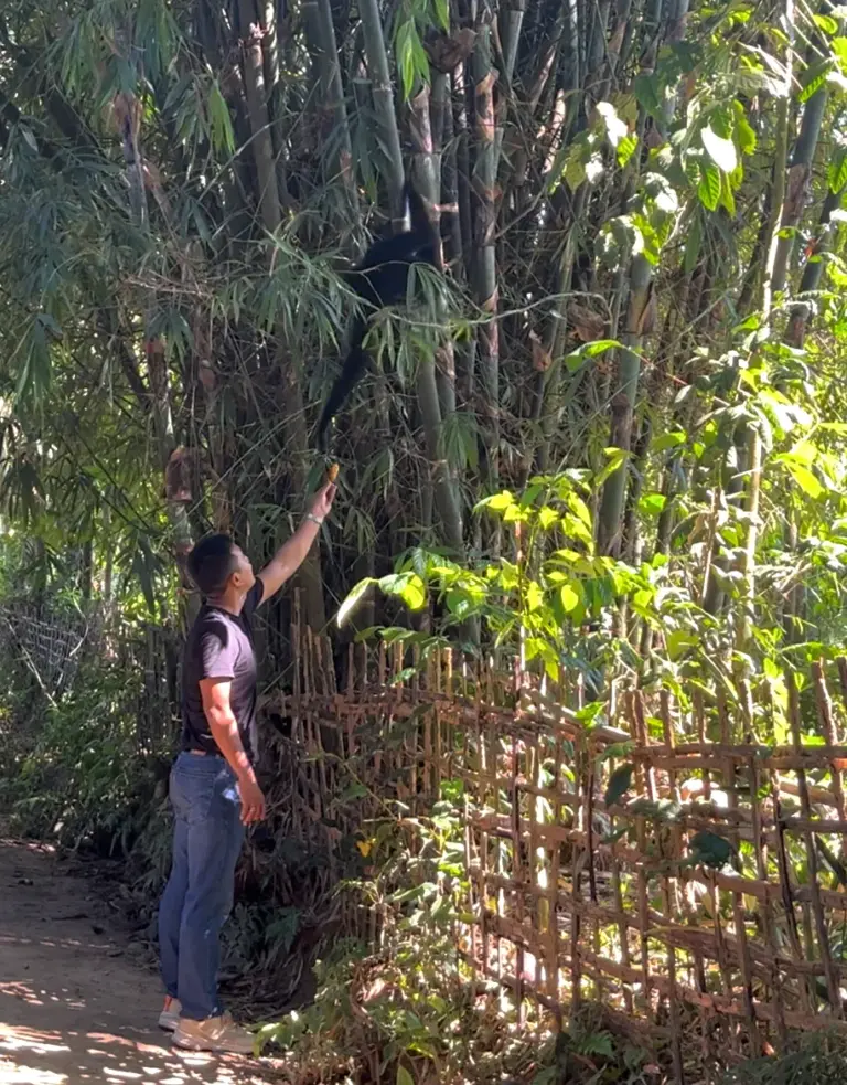 A man feeding a black hoolock gibbon near bamboo trees at Maguri Beel Tinsukia