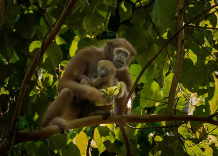 A mother Hoolock gibbon holding her baby on a tree branch near Maguri Beel