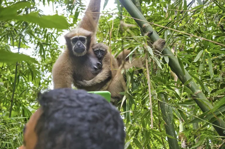 A mother hoolock gibbon holding her baby on bamboo in Barekuri village, Assam