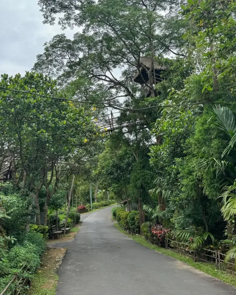 A peaceful road surrounded by lush greenery and treehouses in Mawlynnong,Meghalya