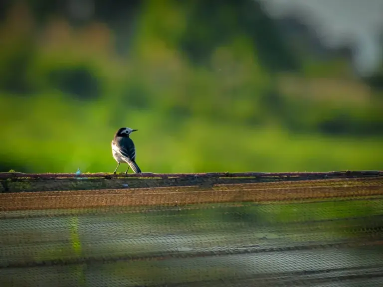 A small White wagtail perched on a fence near the wetlands of Maguri Beel