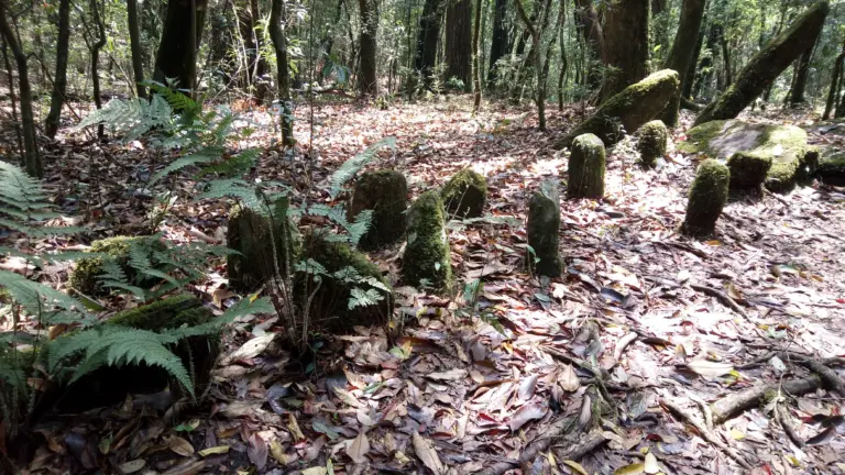 Ancient moss-covered stones in the Sacred Groves of Meghalaya