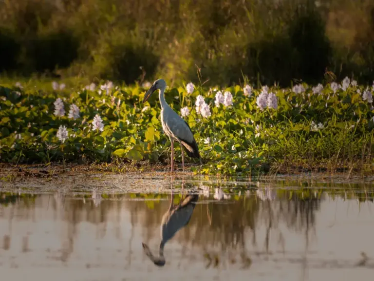 Asian openbill standing in the wetlands of Maguri Beel with its reflection