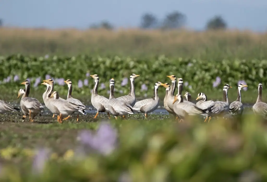 Bar-headed geese walking through wetlands at Maguri Beel, Assam