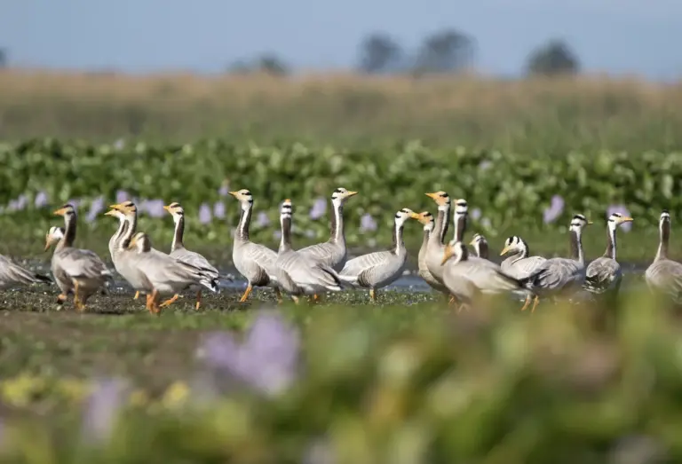 Bar-headed geese walking through wetlands at Maguri Beel, Assam