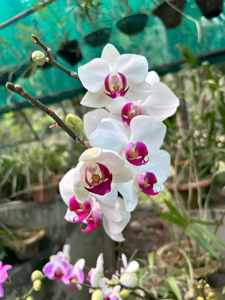 Close-up of white and magenta orchids blooming at Kaziranga Orchid Park, Assam