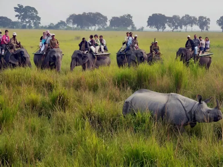 Elephant safari with tourists watching a rhino in Kaziranga, Assam