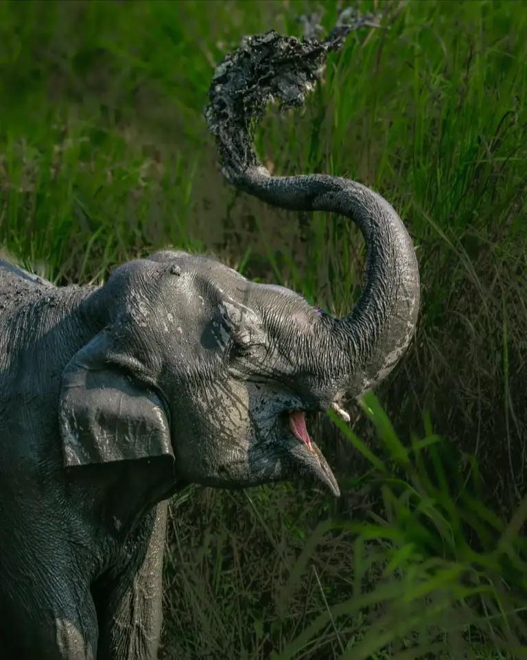 Elephant spraying mud in Kaziranga National Park