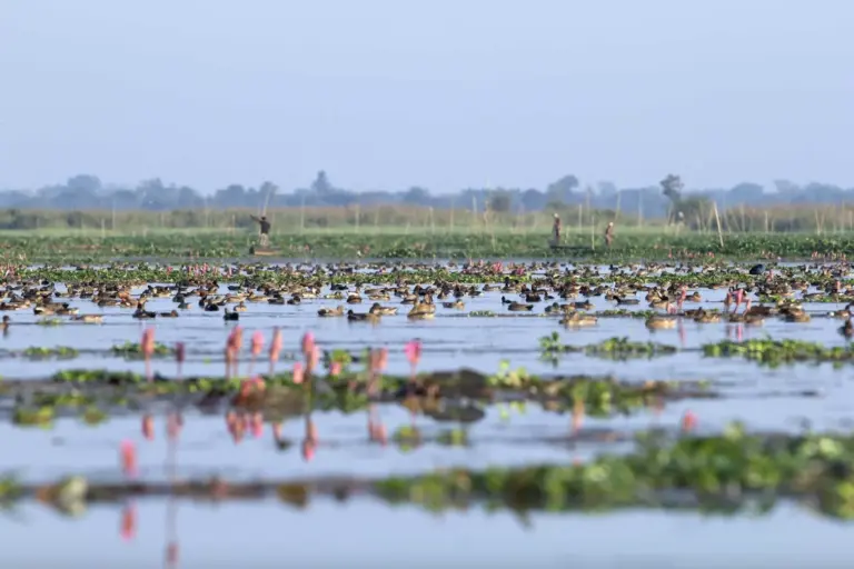 Flocks of ducks and waterbirds on the wetland at Maguri Beel Tinsukia Assam