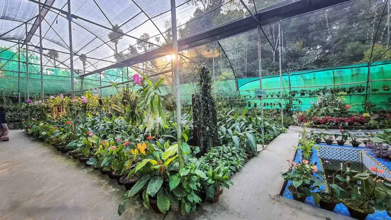 Flower greenhouse at Kaziranga Orchid Park, Assam