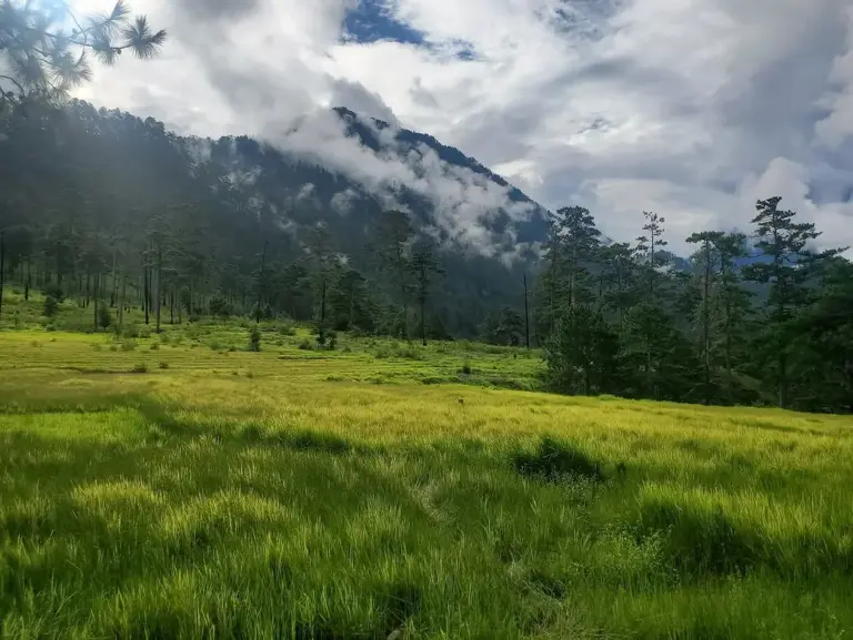 Green meadow with misty mountains and pine trees at Dong Valley