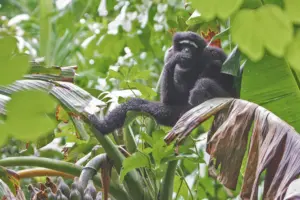 Hoolock gibbon resting on banana tree at Maguri Beel Tinsukia Assam