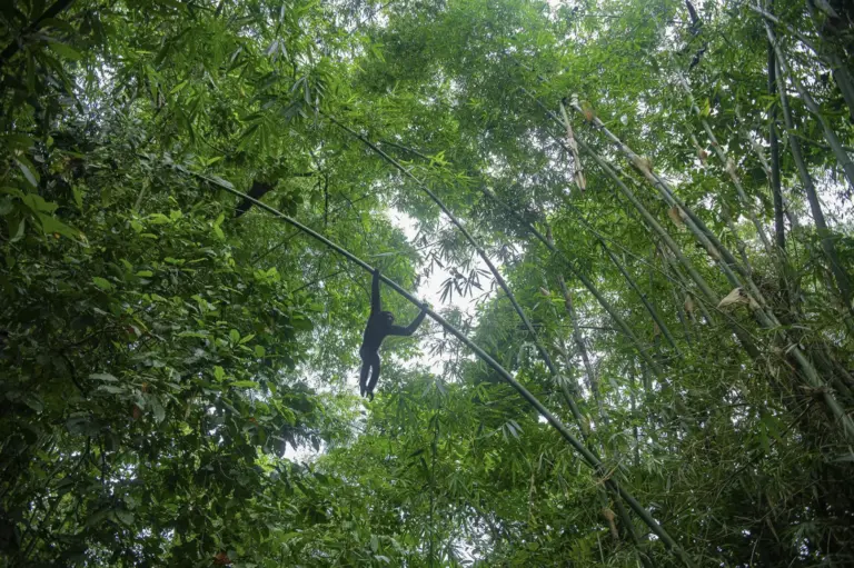 Hoolock gibbon swinging on bamboo at Maguri Beel Tinsukia Assam