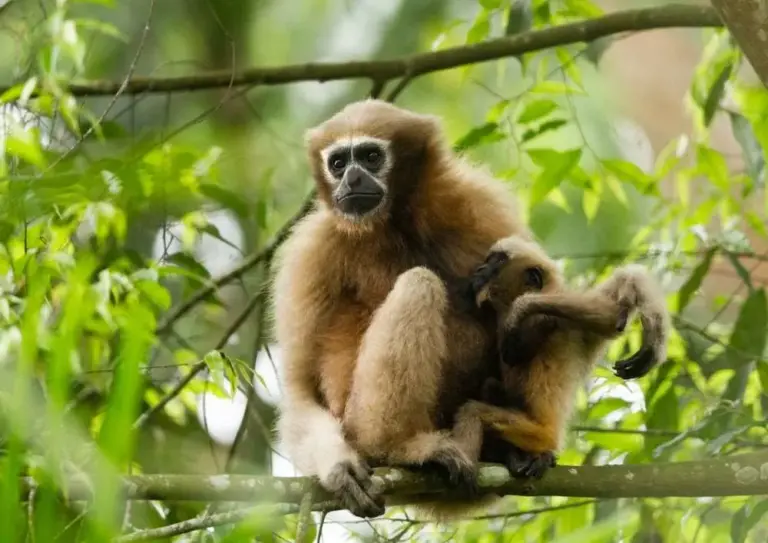Hoolock gibbon with baby sitting on a tree in Barekuri village, Assam