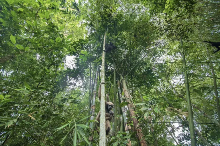 Hoolock gibbons climbing bamboo trees at Maguri Beel Tinsukia Assam