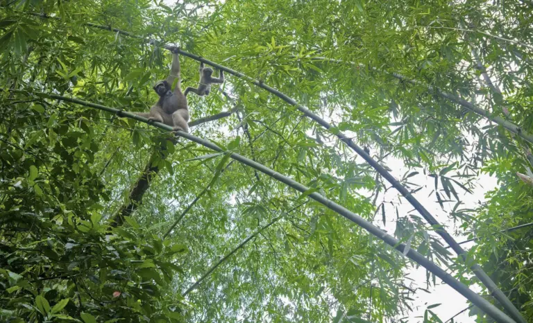 Hoolock gibbons on bamboo trees at Maguri Beel Tinsukia Assam