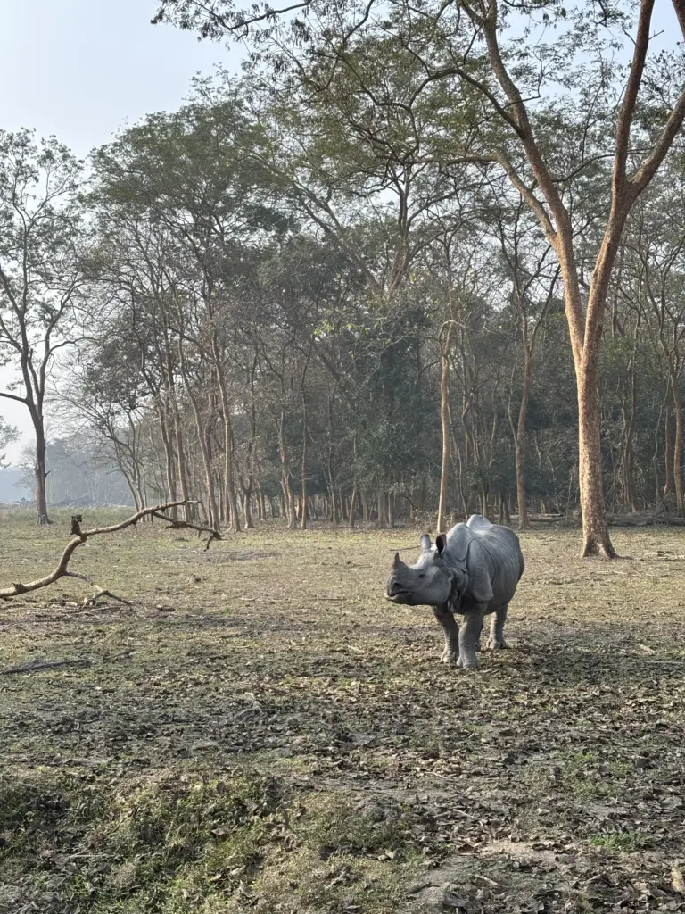 Indian one-horned rhinoceros walking in the forest at Pobitora Wildlife Sanctuary