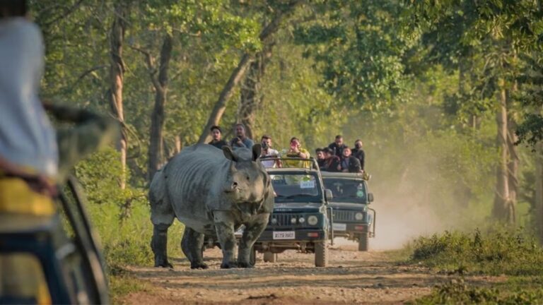Jeep Safari in Kaziranga