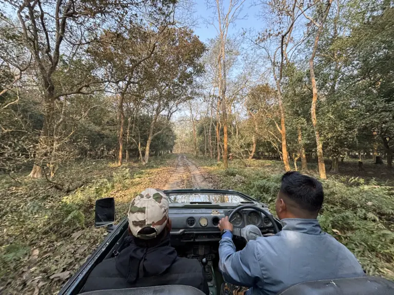 Jeep safari moving along a forest path in Pobitora