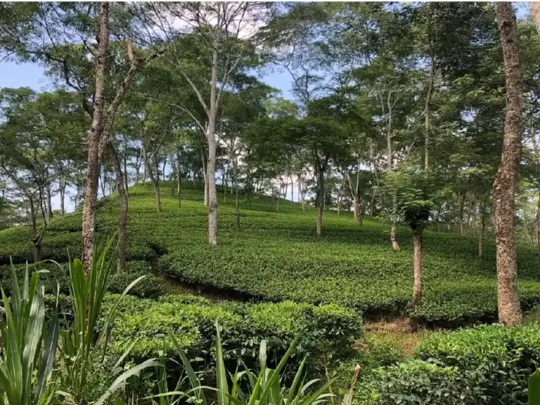 Lush green tea plantation with tall shade trees in a tea garden in Guwahati Assam
