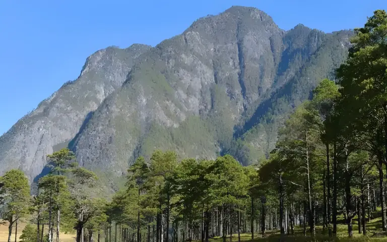 Majestic mountain view with pine trees in Dong Valley, Arunachal Pradesh