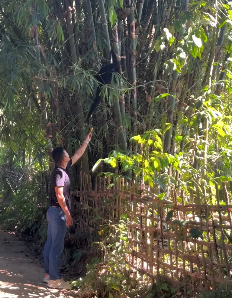 Man feeding a gibbon in bamboo grove, Barekuri village, Assam