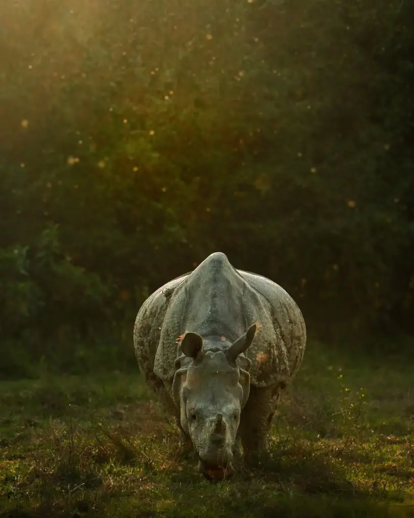 One-horned rhinoceros grazing in the wild at Kaziranga National Park Assam
