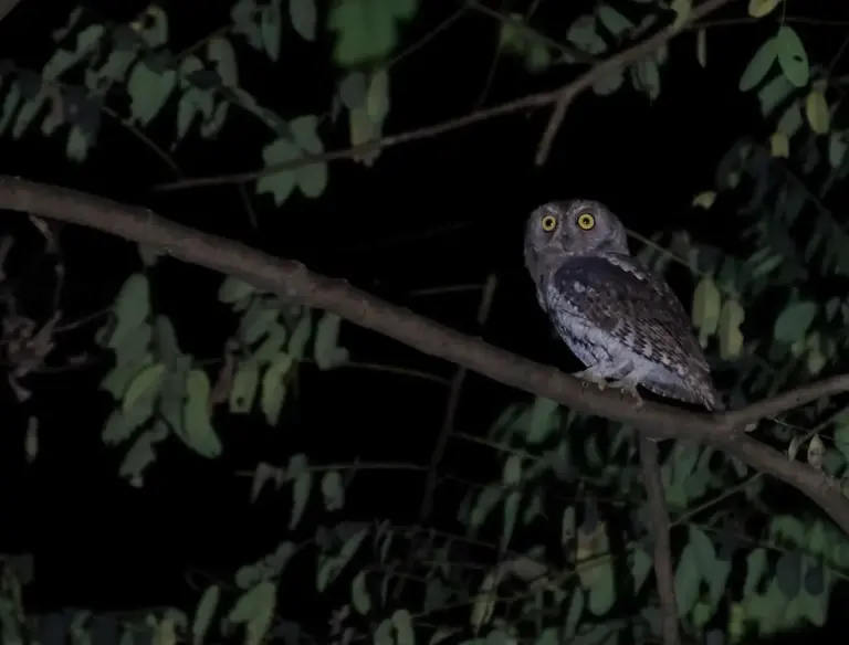 Owl perched on a tree branch at night in Maguri Beel Tinsukia