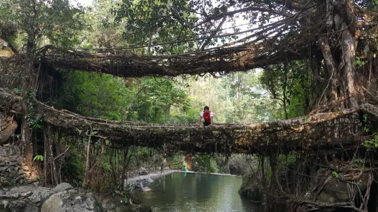 People exploring the Double Decker Living Root Bridge in Nongriat, Meghalaya