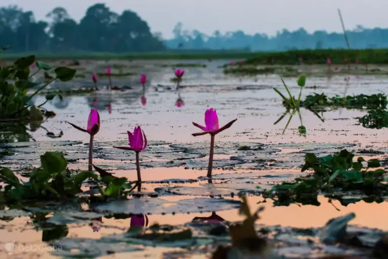 Pink water lilies blooming at Maguri Beel in Tinsukia Assam during sunset