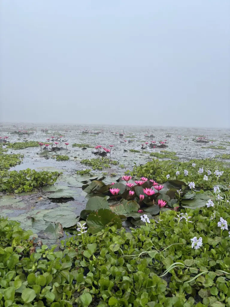 Pink water lilies blooming in the wetland at Maguri Beel Tinsukia Assam