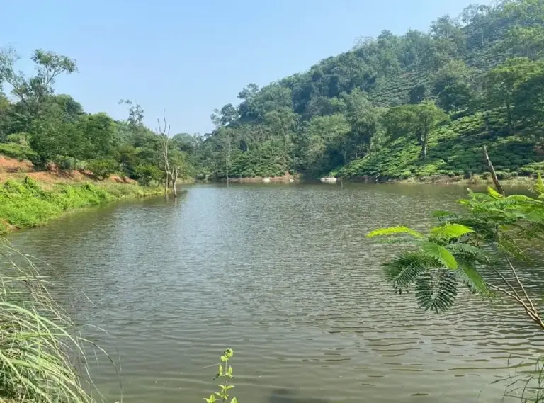 Scenic lake surrounded by lush tea plantations and green hills in a tea garden in Guwahati
