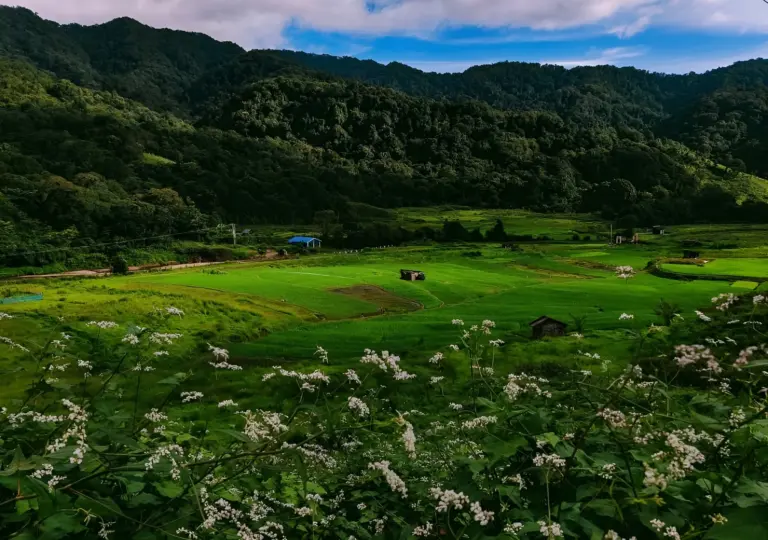 Scenic view of green fields and forested hills in Dzukou Valley, Nagaland
