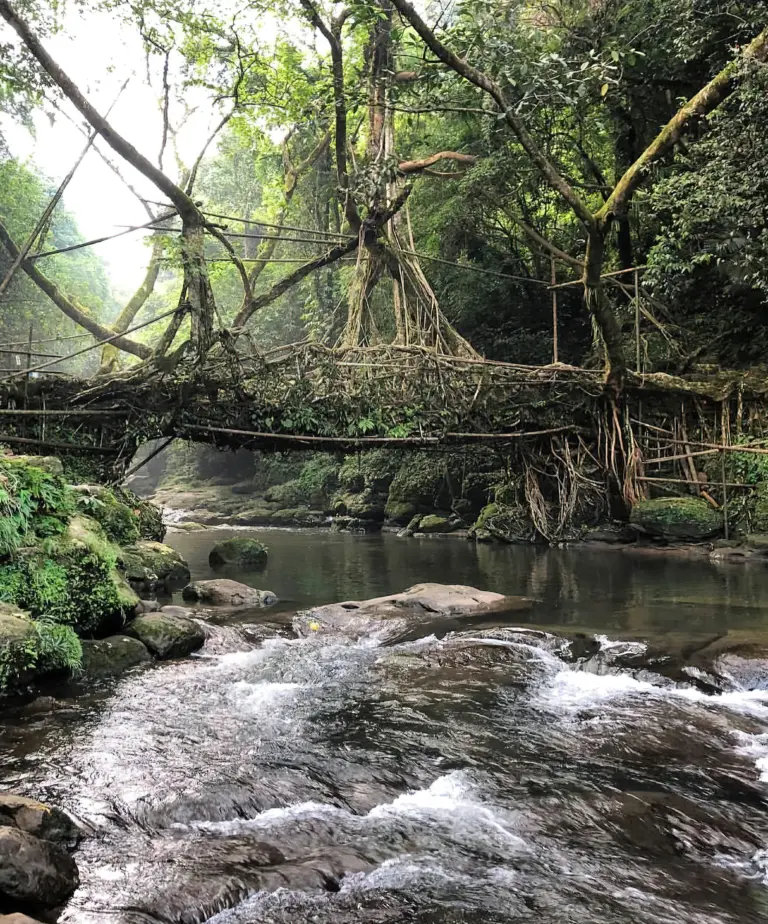 Single decker root bridge made from tree roots over a flowing stream in Meghalaya