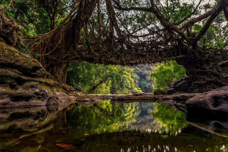 Single decker root bridge over a calm stream surrounded by lush forest in Meghalaya