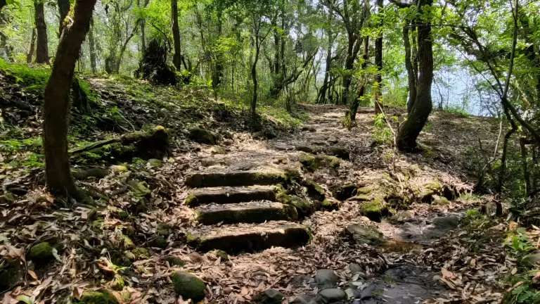 Stone steps leading through the lush Sacred Groves of Meghalaya