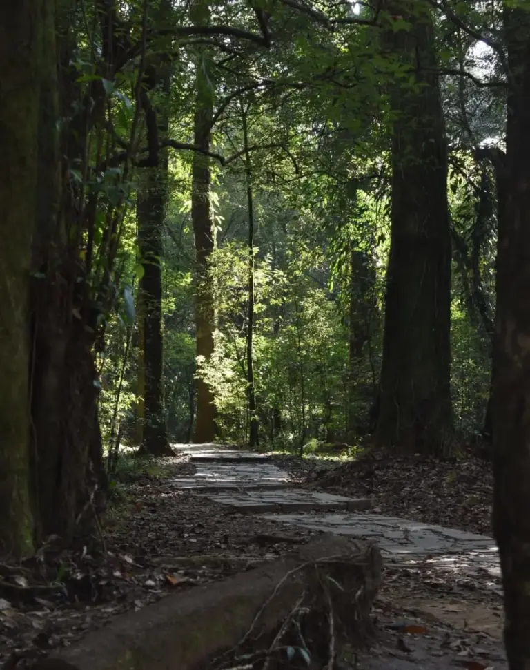 Sunlight filters through dense trees along a stone path in the Sacred Groves of Meghalaya