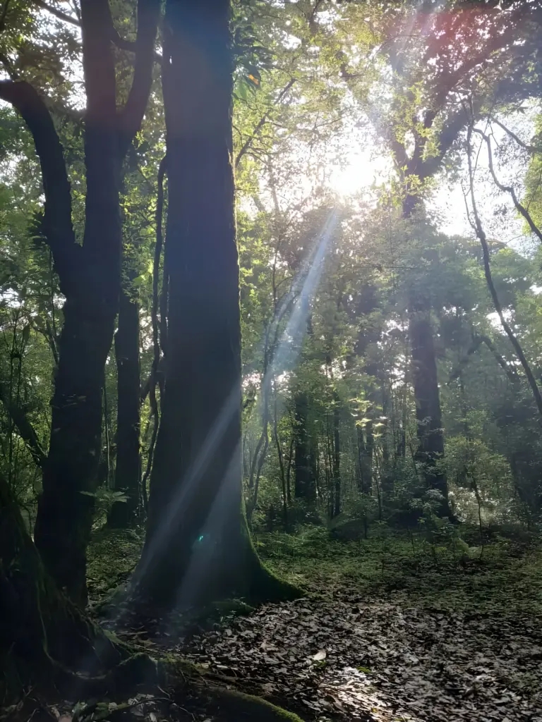 Sunlight streaming through tall trees in the Sacred Groves of Meghalaya