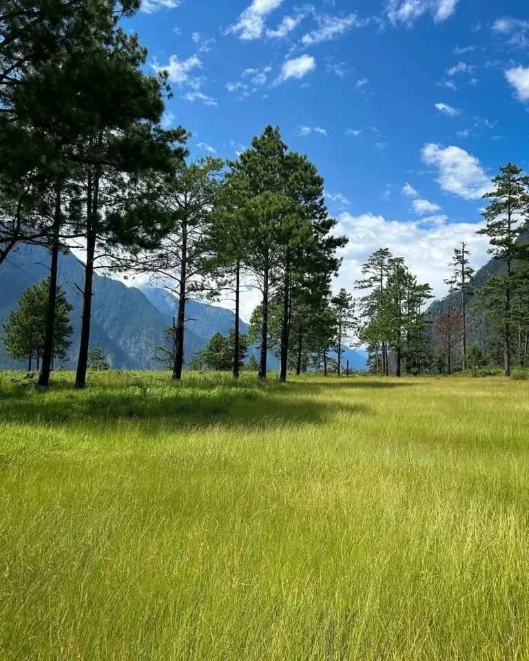 Tall pine trees and grassy field under a clear sky in Dong Valley, Arunachal Pradesh