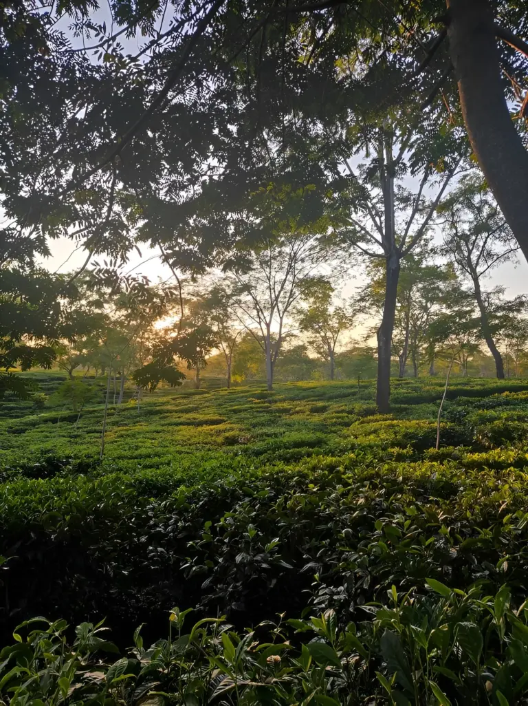 Tea garden at sunset in Dibrugarh, Assam