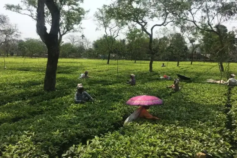 Tea workers plucking fresh tea leaves in a lush tea garden in Guwahati Assam