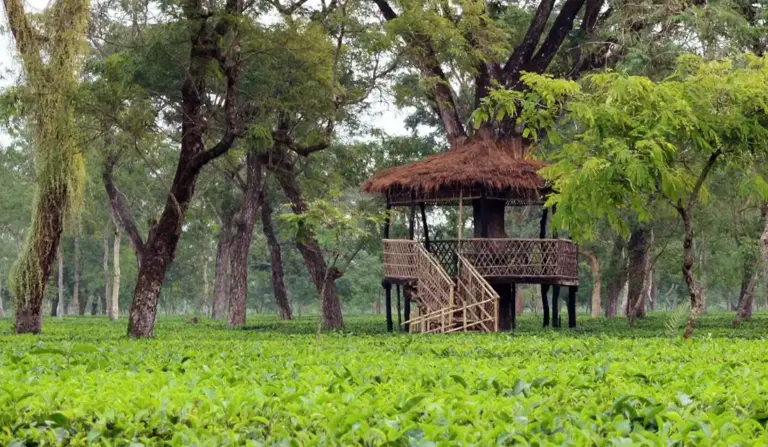 Thatched treehouse viewpoint surrounded by lush tea bushes at Mohanbari Tea Garden Dibrugarh