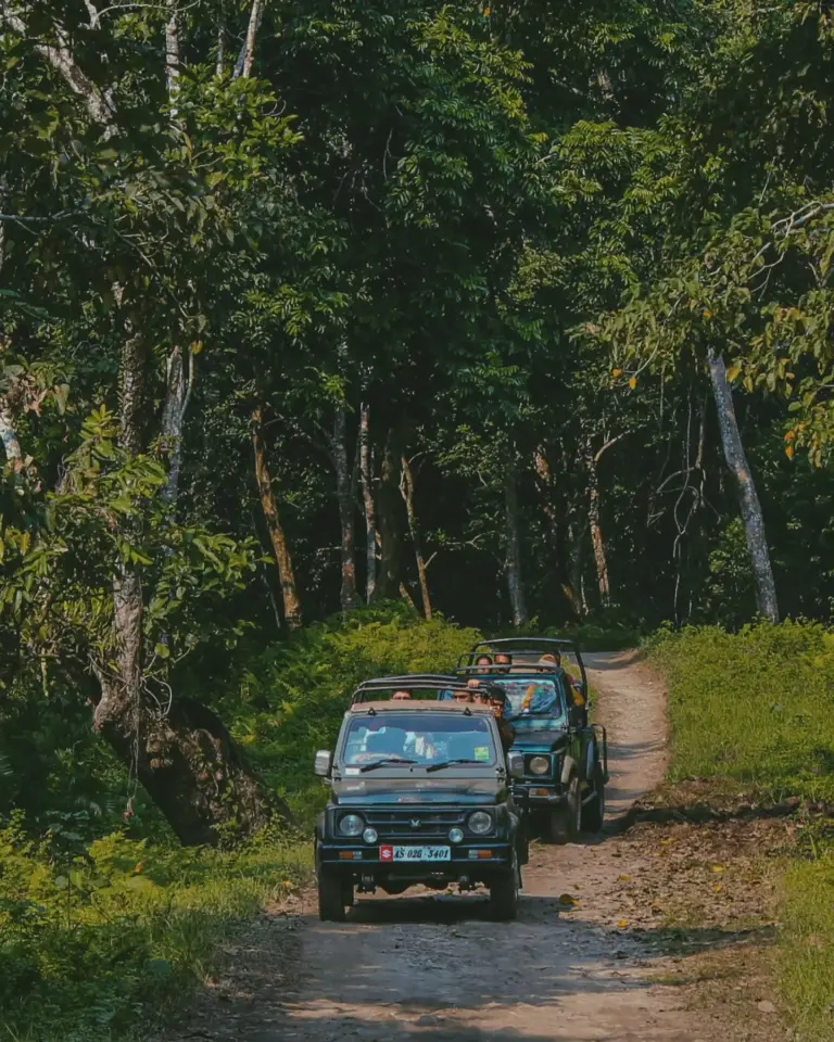 Tourists riding open jeeps through the forest during a safari at Kaziranga National Park
