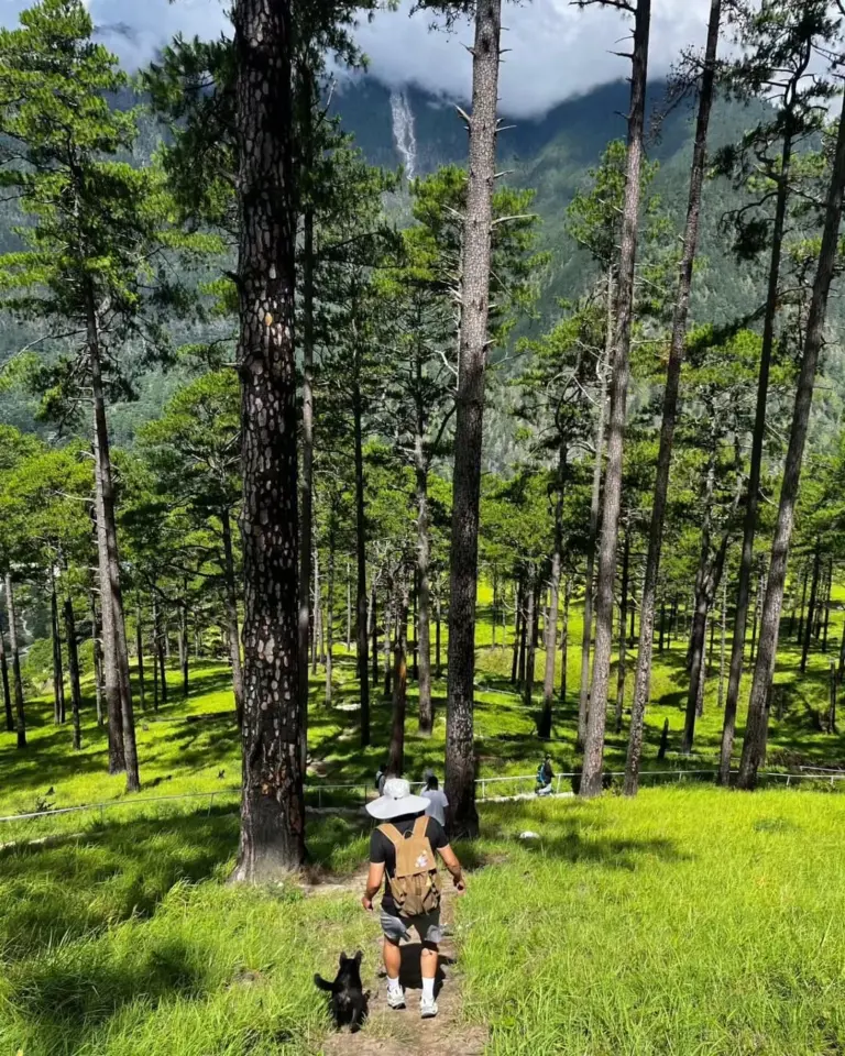 Traveler walking with a dog through pine forest at Dong Valley