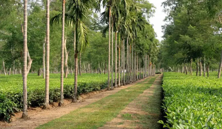 Tree-lined pathway through lush tea bushes at Mohanbari Tea Garden Dibrugarh Assam