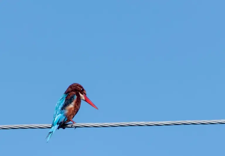 White-throated kingfisher perched on a wire at Maguri Beel Tinsukia Assam