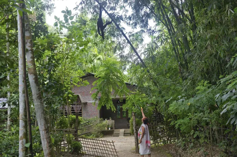 Woman pointing at a hoolock gibbon on bamboo near a house at Maguri Beel Tinsukia