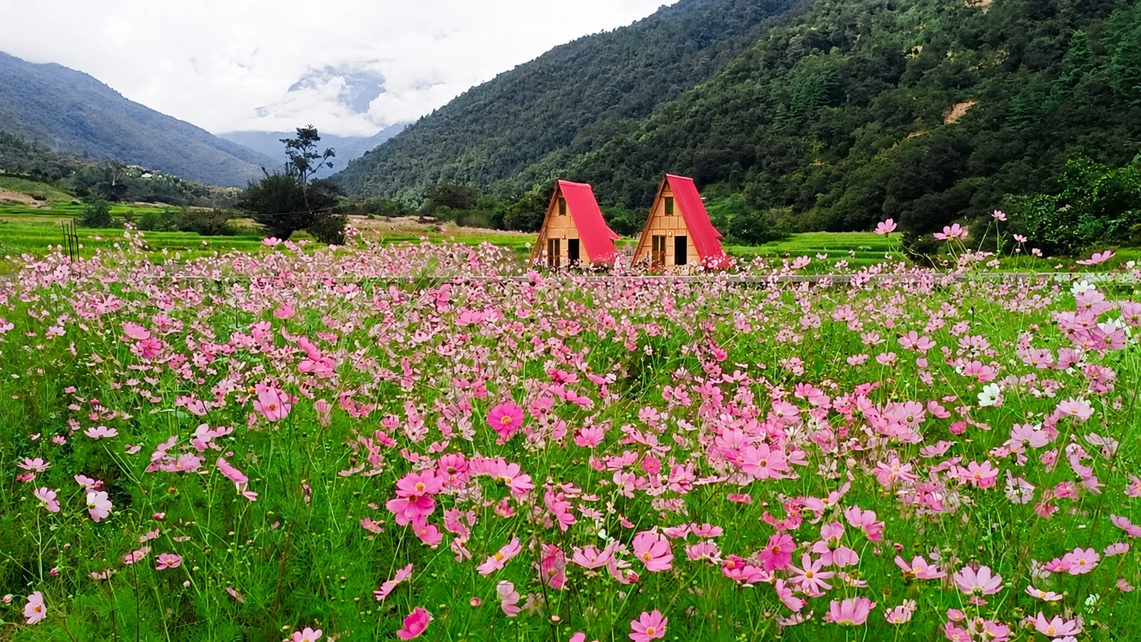 Chug Valley near Dirang, Arunachal Pradesh